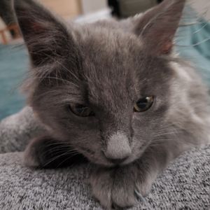 Meet your Posher, Alexis